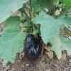 Solanum melongena
